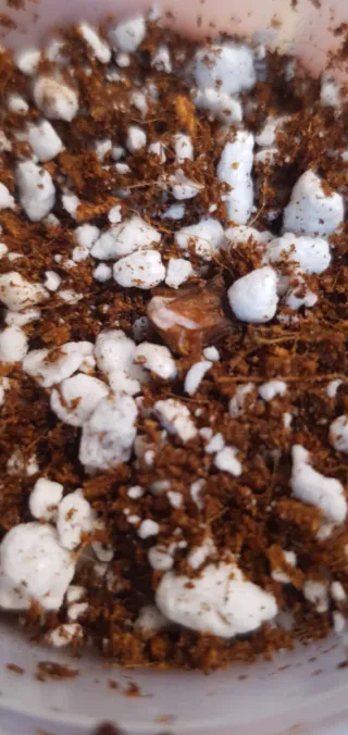 Cormos Alocasia splash