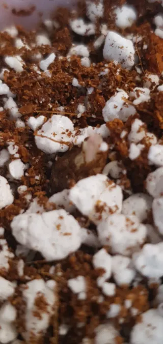 Cormos Alocasia splash