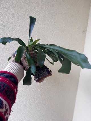 Platycerium Bifurcatum su zattera