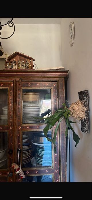 Platycerium Bifurcatum su zattera