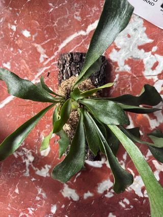 Platycerium Bifurcatum su zattera