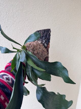 Platycerium Bifurcatum su zattera