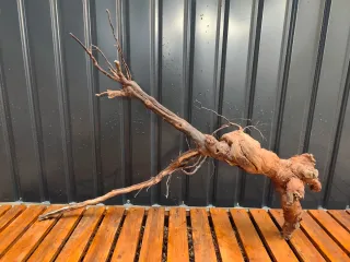 Raíz/tronco XL Decoración acuario (EMERGIDO)