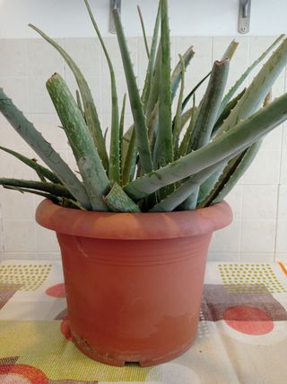 Piante di Aloe in vaso