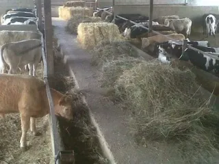 Nave ganadera con silo y boxes.2400 m.Terreno