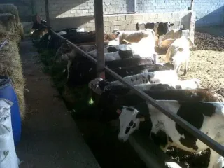 Nave ganadera con silo y boxes.2400 m.Terreno