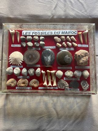 Colección Fósiles Marruecos