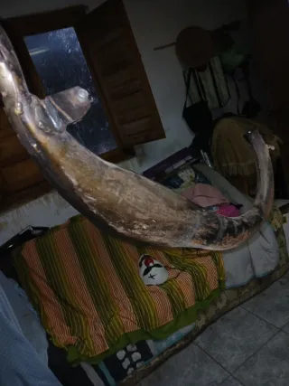 Escape Turbokit Homologado 50/70