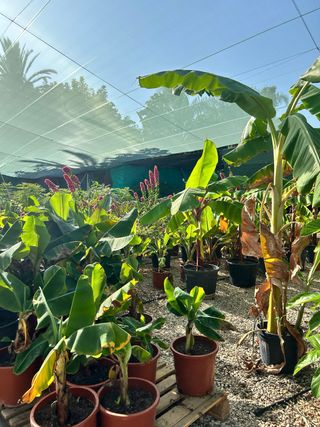 Planta Musa Acuminata Gigante