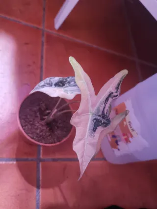 Alocasia nobilis pink cormo