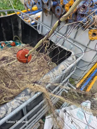 Trasmallo chopos Red de salmonete Red de pelo