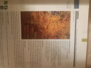 Gran Enciclopedia de las Plantas medicinales