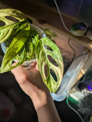 Monstera Adansonii Aurea variegata
