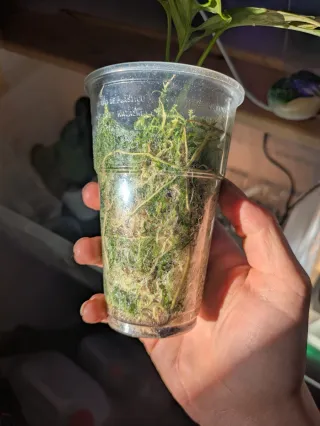 Monstera Adansonii Aurea variegata