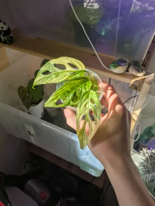Monstera Adansonii Aurea variegata
