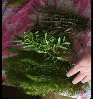 Lote plantas acuáticas