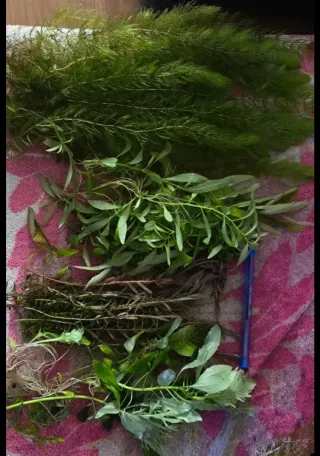 Lote plantas acuáticas