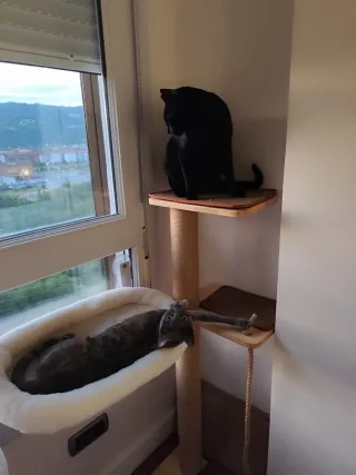 Torre rascador para gatos de madera