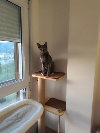 Torre rascador para gatos de madera