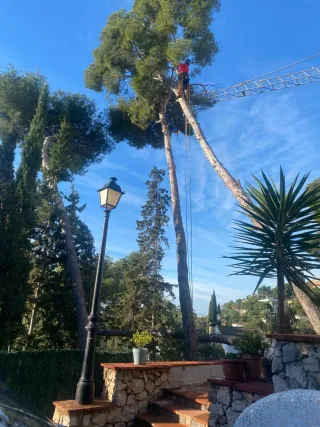 Corto árboles de altura