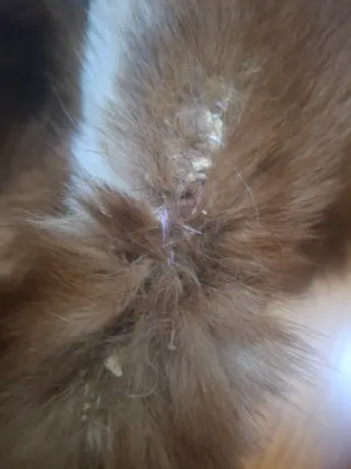 Chaqueta de piel vintage   tiene tara