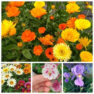 Semi di Calendula, Gazania, Aquilegia + Iris