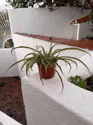 Planta Chlorophytum Variegado