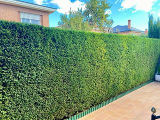 Realizamos talas y podas en altura.