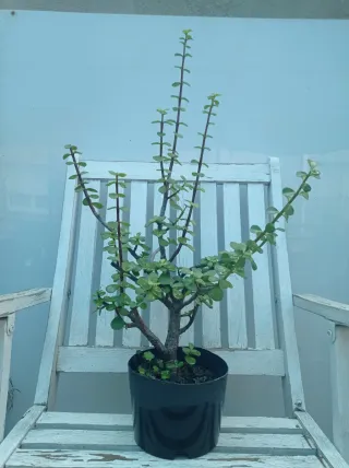 Planta Árbol de la Abundancia