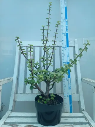 Planta Árbol de la Abundancia