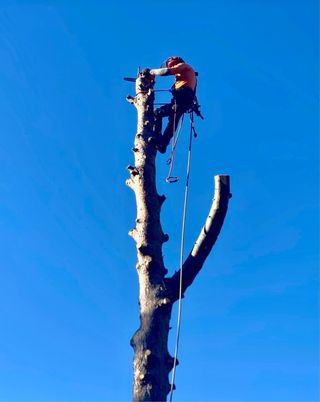 Realizamos talas y podas en altura.