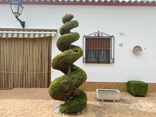 Realizamos talas y podas en altura.