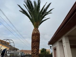 Realizamos talas y podas en altura.