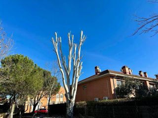 Realizamos talas y podas en altura.