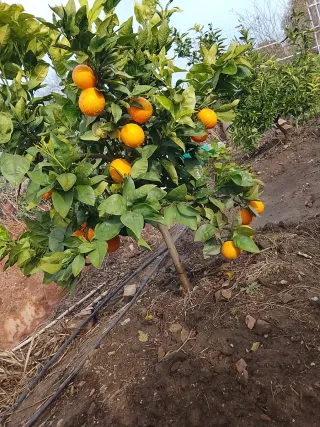 Se hacen tratamientos fitosanitarios