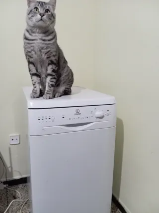 Lavavajillas Indesit Blanco