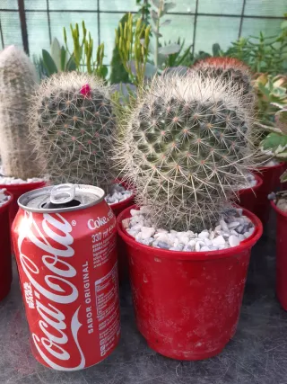 LOTES DE CACTUS Y SUCULENTAS