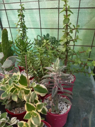 LOTES DE CACTUS Y SUCULENTAS