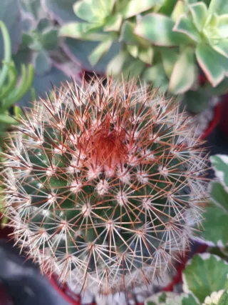 LOTES DE CACTUS Y SUCULENTAS