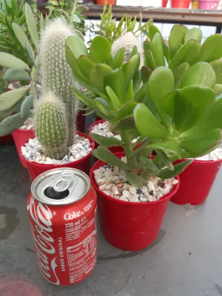 LOTES DE CACTUS Y SUCULENTAS