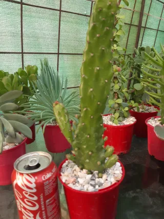 LOTES DE CACTUS Y SUCULENTAS