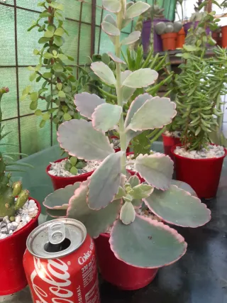 LOTES DE CACTUS Y SUCULENTAS