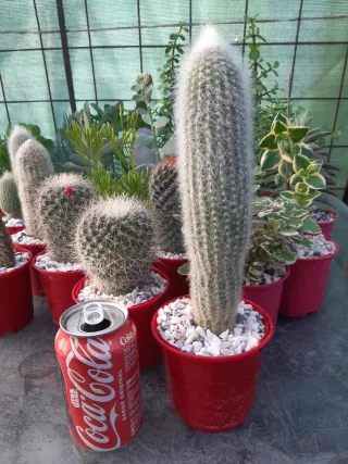 LOTES DE CACTUS Y SUCULENTAS