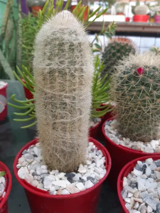 LOTES DE CACTUS Y SUCULENTAS