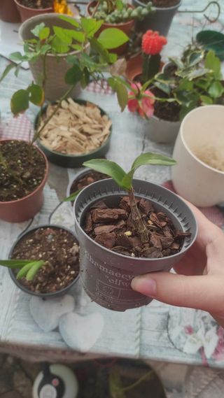 Piantine di orchidee