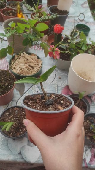 Piantine di orchidee