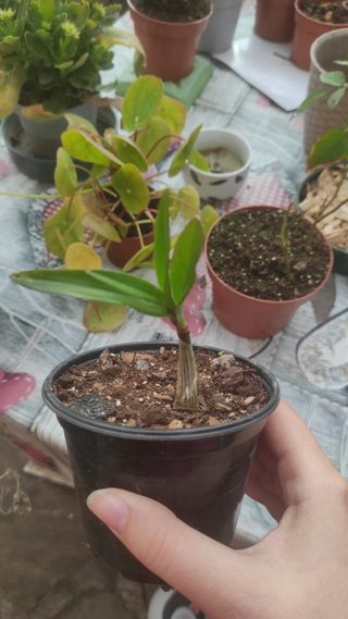 Piantine di orchidee