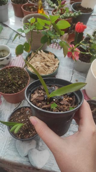 Piantine di orchidee