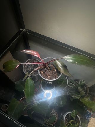 Philodendron Pink Princess