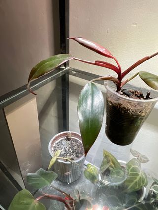 Philodendron Pink Princess